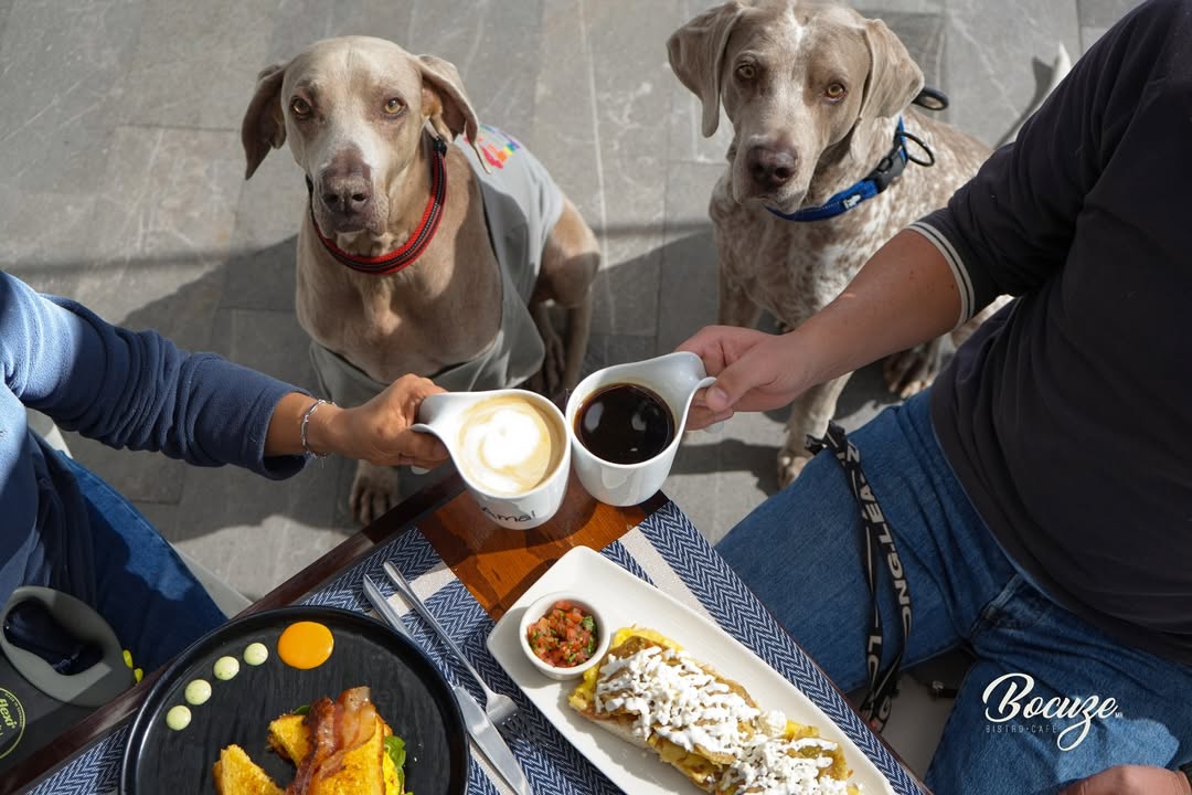 Mascotas bienvenidas en la terraza de Bocuze Bistró Café, Zibatá